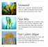 Saltie Sea Kelp Daily Hair Conditioner 8.5 fl. Oz | Nourish with Sea Weed, Kelp & Algae | Lightweight, Detangle, Repair