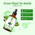 SVA Tea Tree Essential Oil 4 Fl Oz, 100% Natural for Diffuser, Hair Care, Skin Care, Aromatherapy