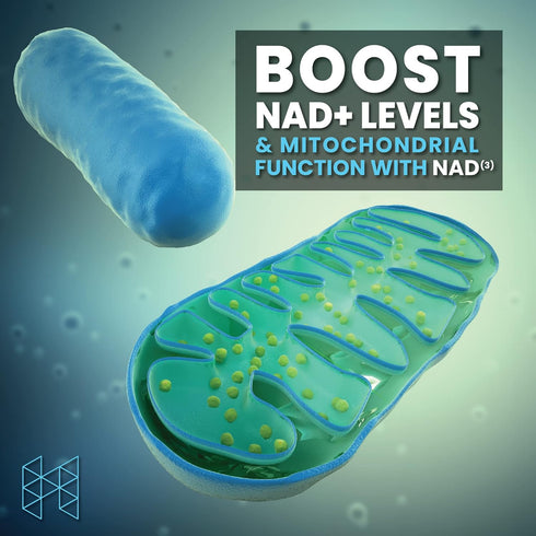 HPN NAD+ Booster – Nicotinamide Riboside Alternative (NAD3) for Men & Women, 312 mg per Serving, 30 Veggie Pills