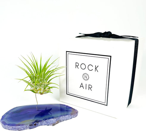 Rock n Air Purple Agate Geode Crystal Air Plant Holder Includes Healthy Air Plant and Gift Box Thoughtful Plant