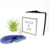 Rock n Air Purple Agate Geode Crystal Air Plant Holder Includes Healthy Air Plant and Gift Box Thoughtful Plant