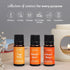Set Pack 6 Cozy, Carnatia Fall Whispers Aroma Oil - of | Nostalgic Scents for Diffusers | Embrace Autumns Warmth