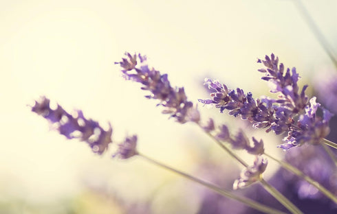 Sweet Essentials 10ML, 100% Premium Organic Lavender Essential Oil, Imported from France - Pure, Lavandula Officinalis