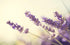 Sweet Essentials 10ML, 100% Premium Organic Lavender Essential Oil, Imported from France - Pure, Lavandula Officinalis