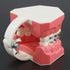 Dental Models Orthodontic Model M7010-2, 1:1 Standard Typodont Teeth with Archwire Ligature Ties, Metal Brackets