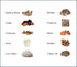 Mushroom Extract Powder - Powerful 10 Blend, Organic Lions Mane, Cordyceps, Reishi, Shiitake, Turkey Tail Mushrooms for