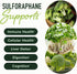 50MG Sulforaphane Supplement from Broccoli Sprouts, NRF2 Activation, Vegan, 60ct