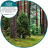 Fresh Products myfreshe Plug-in Air Freshener, No Heat, No Glass, Dry Fragrance Refills, Alpine Forest 2 pack