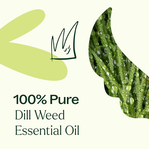 Plant Therapy Dill Weed Essential Oil 10 mL (1/3 oz) 100% Pure, Therapeutic Grade