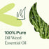 Plant Therapy Dill Weed Essential Oil 10 mL (1/3 oz) 100% Pure, Therapeutic Grade