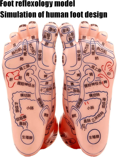 Human Foot Acupuncture Model for Reflexology Teaching