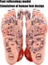 Human Foot Acupuncture Model for Reflexology Teaching