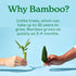 Caboo Tree Free Paper Towels, 8 Rolls, Earth Friendly Sustainable Kitchen Paper Towels with Strong 2 Ply
