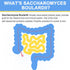 Saccharomyces Boulardii Probiotics | 200 Billion CFUs for Women & Men | Clinically-Studied for Gut & Immune Health