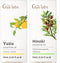 Gya Labs Yuzu Essential Oil for Diffuser & Hinoki Essential Oil for