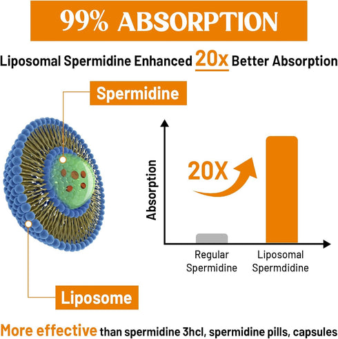 30mg Spermidine Supplement, Liposomal, High Absorption, More Potent than Spermidine 3HCL, 120 Softgels