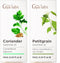 Coriander Essential Oil & Petitgrain Essential Oil Set - Aromatherapy Grade Essential