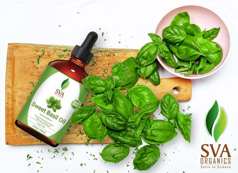 SVA Sweet Basil Oil 4 Oz - 100% Pure, Natural, Premium Therapeutic Grade for Healthy Skin, Nourished Hair, Deep Body Massage, Diffuser & Aromatherapy