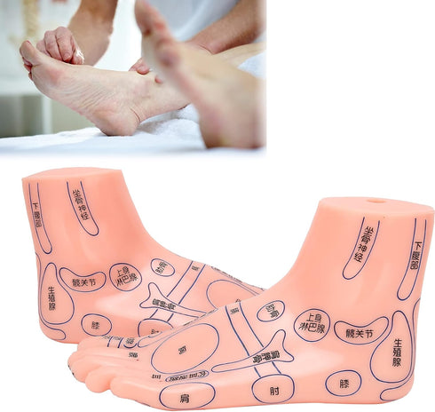 Human Foot Acupuncture Model for Reflexology Teaching