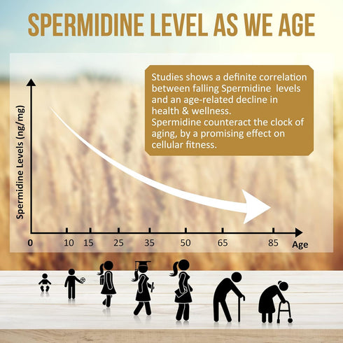 Spermidine Supplements 13mg - 1300mg Wheat Germ Extract Capsules with Zinc for Healthy Aging, 120 Capsules