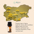 Organic Helichrysum Essential Oil 1/6 Fl Oz | 5ml | 100% Pure and Natural, Therapeutic Grade, Non-GMO