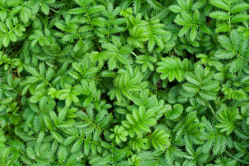 Health Embassy Silverweed Herb | 100% Natural Potentilla Anserine L. (50g) - Anserinae Herba