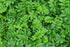 Health Embassy Silverweed Herb | 100% Natural Potentilla Anserine L. (50g) - Anserinae Herba