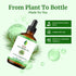 SVA Pine Needle Essential Oil, 4 Fl Oz, 100% Natural for Diffuser, Hair Care, Aromatherapy, Soap Making