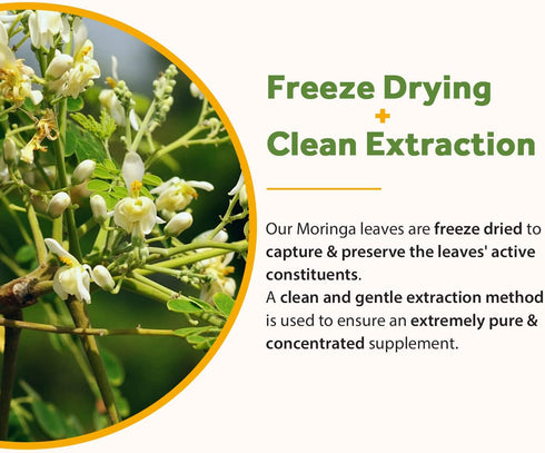 Doctor's Recipes Moringa Capsules, 10,800 mg Strength Per Serving, 50:1 Extract, 90 Non-GMO Caps