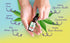 Organic Hemp Seed Oil (2 Oz), Peppermint Flavor, High Potency 30,000 mg for Natural Pain Relief
