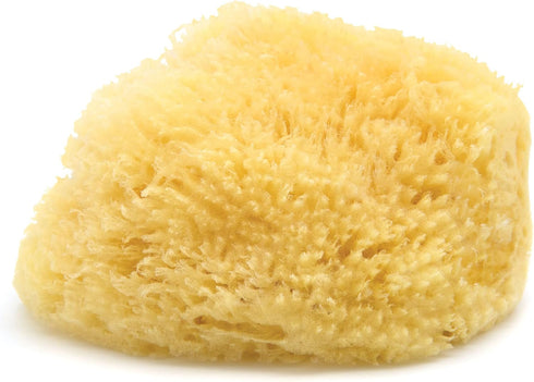 Neptune Sea Wool Sponge, Approx. 8"
