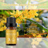 BURIBURI Hotel Scent Essential Oil, Lifestyle Hotel Collection Fragrance Aromatherapy Oil Blends