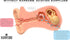 Eargasm Aviation Earplugs - Small Airplane Ear-Plugs for Ear Pressure Relief on Flights for Kids and Adults
