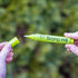 Strong Will Anti-Nail Biting Click Pen - 7ml, Made in USA