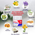 Natrulo Skin Repair Cream - Natural All Purpose Ointment for Eczema, Itch Relief, Burns, and Wound Care