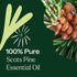 Plant Therapy Scots Pine Essential Oil 30 mL (1 oz) 100% Pure, Undiluted