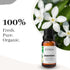 Zynda 100% 10ml Jasmine Essential Oil Pure and Natural Organic Jasmine Oil Extract for Skin Care, Hair Treatment
