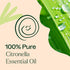 Plant Therapy Citronella Essential Oil, 100 mL (3.3 oz), 100% Pure