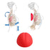 LittleMum Thoracic Flex Stretcher, Pectoral Stretch Device, Self-Care Tool for Costochondritis and TOS Pain, Help Fix