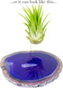 Rock n Air Purple Agate Geode Crystal Air Plant Holder Includes Healthy Air Plant and Gift Box Thoughtful Plant