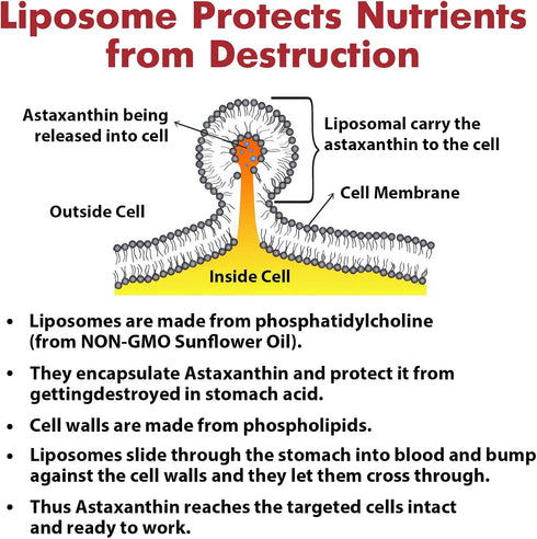 Liposomal Astaxanthin Supplement 24 MG, Maximum Absorption, Antioxidant Stronger Than VIT C, Non-GMO & Gluten Free - 60
