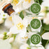 Set, Set 2 10 ml Sedbuwza Jasmine Honeysuckle Essential Oil Jasmine Fragrance Oil Honeysuckle Scent Oil for Diffuser