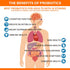 60 Billion Probiotics for Women and Men, 19 Strains, 5 Organic Prebiotics for Gut Digestive & Immune Health, Vegan