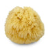 Real Natural Sea Sponges Multipack, 5pc Spa Gift Set for Bath Shower Facial Cleansing