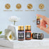 Set 36 5ML Set NESCCI Essential Oil - Essential Oils x - Essential Oils Gift for Diffuser, Humidifier, Soap, Candle