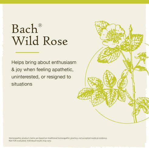 Bach Original Flower Remedies, Wild Rose for Enthusiasm (Non-Alcohol Formula), Natural Homeopathic Flower Essence, Holistic Wellness and Stress Relief, Vegan, 10mL Dropper