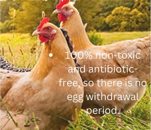 SSF Organics Happy Hens 2 oz All Purpose Poultry Balm, Organic Comfrey Healing Ointment for Pecking Wounds