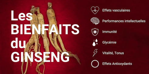 SAMSIDAE Korean Panax Red Ginseng Tea - Box of 50 Bags, Improves Blood Circulation & Energy