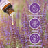 Set, Set 2 10 ml Sedbuwza Lavender Eucalyptus Essential Oil Lavender Fragrance Oil Eucalyptus Scent Oil for Diffuser