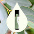 Plant Therapy Eucalyptus Pre-Diluted Roll-On 10mL (1/3 oz) for Skin and Clear Breathing, 100% Pure